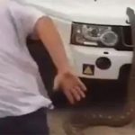 Trăn khổng lồ dài 5 mét đuổi theo du khách gây hãi hùng
