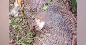 Trăn Miến Điện vỡ bụng vì nuốt chửng cả một con bò