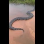 Video: Trăn Nam Mỹ khổng lồ, to lớn chưa từng thấy bơi trên sông Brazil