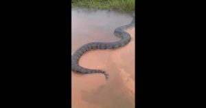 Video: Trăn Nam Mỹ khổng lồ, to lớn chưa từng thấy bơi trên sông Brazil