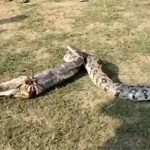 Cận cảnh trăn khổng lồ vặn mình đẩy cả một con dê từ bụng ra ngoài