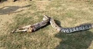 Cận cảnh trăn khổng lồ vặn mình đẩy cả một con dê từ bụng ra ngoài