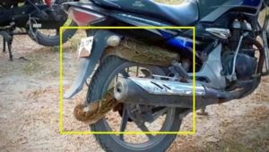 Sốc: Trăn dài 2,4 mét quấn chặt xe côn tay Honda Unicorn