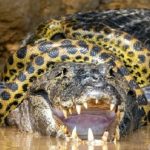 Cận cảnh trăn anaconda siết cổ cá sấu caiman