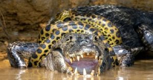 Cận cảnh trăn anaconda siết cổ cá sấu caiman