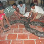 Trăn gần 100kg ở Sóc Trăng là trăn đất
