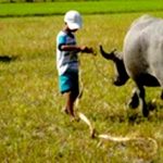 Cải tạo tầm vóc trâu nội