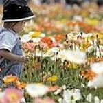 Nhật: số trẻ em giảm ở mức kỷ lục