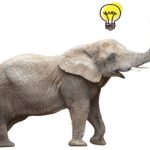 7 đặc điểm chứng minh voi là loài động vật cực kỳ thông minh