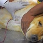 Chó, mèo, trâu, bò… có nhiều nhóm máu như con người không?
