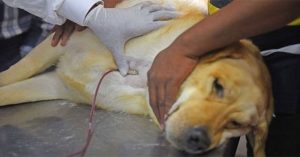 Chó, mèo, trâu, bò… có nhiều nhóm máu như con người không?