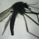 Brazil dùng tia phóng xạ triệt sản muỗi chặn virus Zika