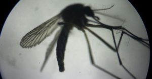 Brazil dùng tia phóng xạ triệt sản muỗi chặn virus Zika