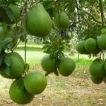Kỹ thuật trồng bưởi