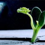 Các công ty Nhật Bản đang tìm cách trồng lương thực trên Mặt trăng