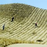 Trường Thành xanh sẽ cứu Trung Quốc khỏi bão cát?