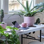 Cần trồng 100 cây xanh/m2 sàn mới có thể làm sạch không khí trong nhà