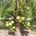 Sản xuất rượu vang, nước giải khát từ mật hoa dừa