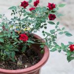 Cách bón phân cho hoa hồng trồng chậu