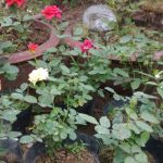 Trồng hoa hồng từ 1 cành hoa – cách đơn giản để có một chậu hồng thơm ngát