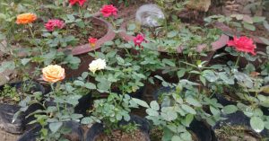 Trồng hoa hồng từ 1 cành hoa – cách đơn giản để có một chậu hồng thơm ngát