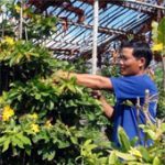 Giải pháp mới đem lại niềm vui cho người trồng hoa