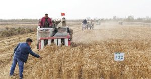 Trung Quốc phát triển giống “lúa biển”, có khả năng chịu mặn cao