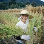 Phục hồi những cánh đồng chết ở Nhật Bản