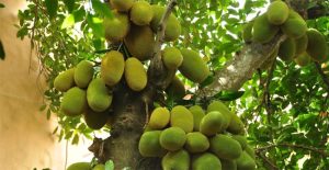 Kỹ thuật trồng cây mít nghệ cao sản năng suất vượt trội