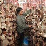 Ứng dụng công nghệ di động giúp tăng 30% năng suất trồng nấm
