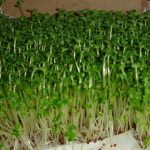 Kỹ thuật trồng cây rau mầm bằng khăn giấy đơn giản bất ngờ