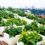 Kỹ thuật trồng rau sạch trong chậu xốp tại nhà đơn giản