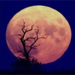 NASA sắp lập vườn rau trên mặt trăng