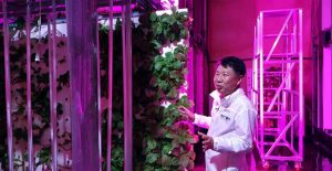 Hàn Quốc biến hầm đường bộ bỏ hoang thành trang trại rau sạch lớn nhất thế giới, tham vọng hồi sinh nền nông nghiệp