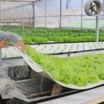 Nông dân Đà Lạt thành công với trồng rau trong không khí