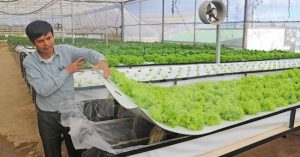 Nông dân Đà Lạt thành công với trồng rau trong không khí
