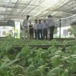 Ứng dụng khoa học công nghệ trong sản xuất hoa cúc