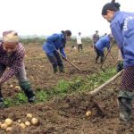 Phú Thọ sản xuất thành công khoai tây sạch bệnh