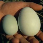 Vì sao loài chim này đẻ 2 quả trứng, nhưng luôn bỏ 1?
