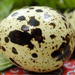 Muốn sống lâu, mỗi ngày nên ăn 5-6 trứng cút