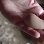 Quả trứng gà kỳ lạ, hình dạng chẳng khác nào… cục phân