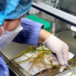 Trung Quốc thử nghiệm nhân giống cây trồng trên vũ trụ