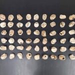 Trăn Miến Điện xâm hại đẻ kỷ lục 96 quả trứng