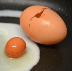 Tròn mắt thấy “trứng lồng trứng” cực hiếm