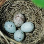 Khám phá những siêu năng lực của trứng các loài chim