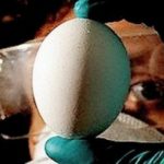 Viện vắc-xin Nha Trang sản xuất vắc-xin H5N1