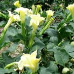 Thuốc trừ sâu từ cây cỏ