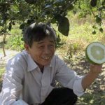 Chiếu xạ tạo giống bưởi không hạt