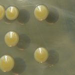 Tụ cầu khuẩn là gì?