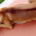 Bốn giống chó “tứ đại quốc khuyển” của Việt Nam